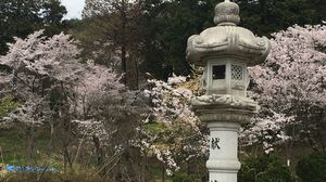 まずは桜の名所、護国神社