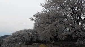 昼間の桜