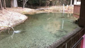 ニジマス池に豊富な湧き水で鯉、鱒、鮎を放流